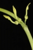 Aristolochia clematitis (04)